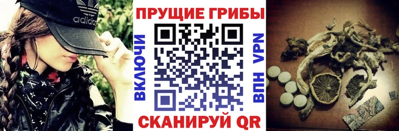Псилоцибиновые грибы мицелий  гидра маркетплейс  Курск  наркотики 