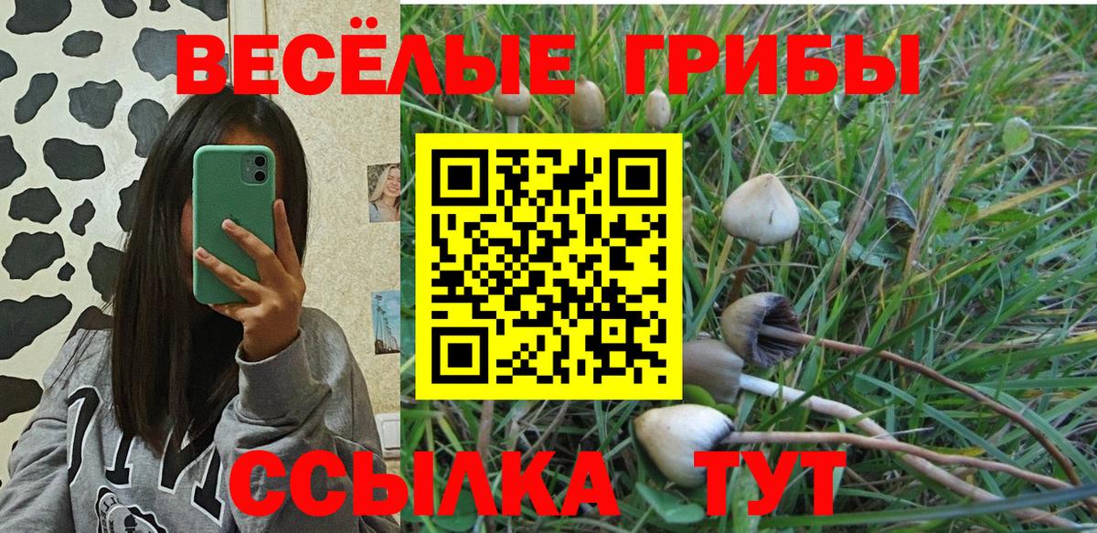 Курск  Галлюциногенные грибы Cubensis  Вход с VPN 